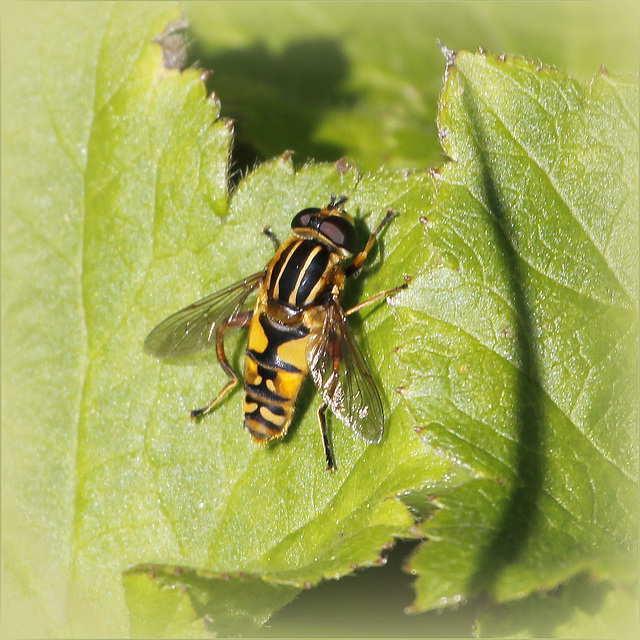 Helophilus sp.