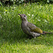 20150820 8481VRAw [D~RI] Grünspecht (Picus viridis), Rinteln