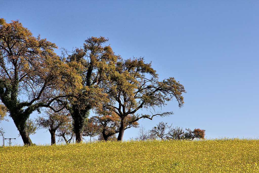 Herbst in Oberschwaben