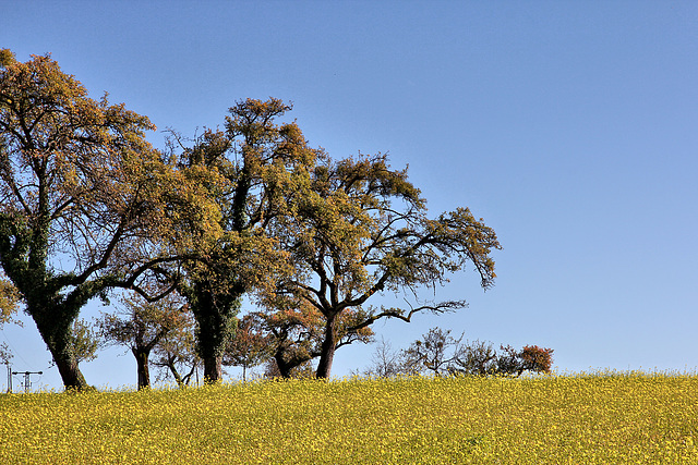 Herbst in Oberschwaben