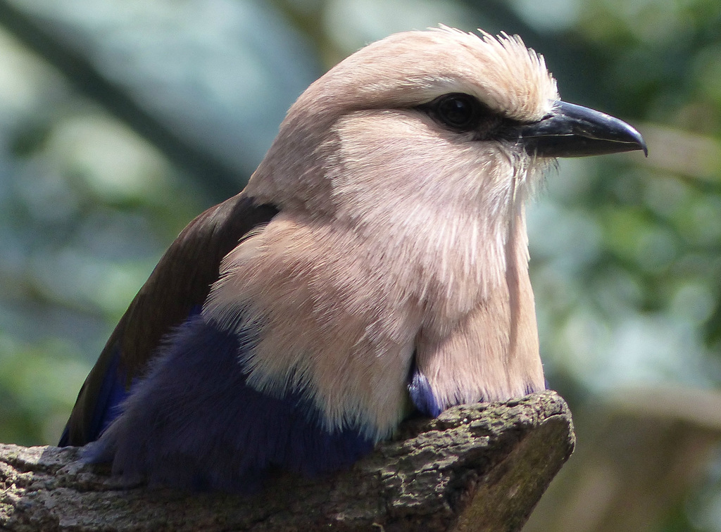 San Francisco Zoo (17) - 19 April 2016