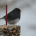 Dark-eyed Junco