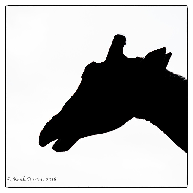 Giraffe Silhouette