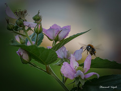 Hummel im Anflug am Sonnenuntergang