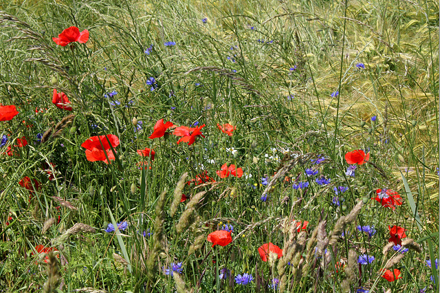 Pour le 14 juillet (2)