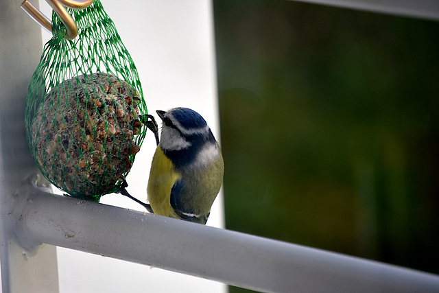 mésange bleu