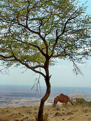 Oman :  Ṣalāla - sulle colline i dromedari trovano cibo e un poco di ombra sotto l'unico albero