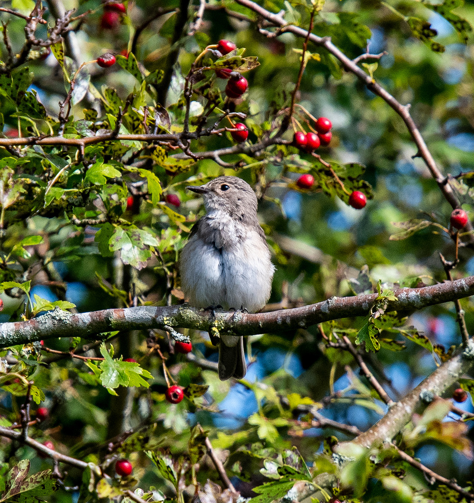 Spotted fly catcher