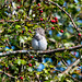 Spotted fly catcher