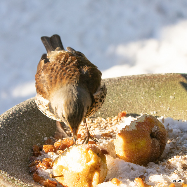 Fieldfare guarding its apples!