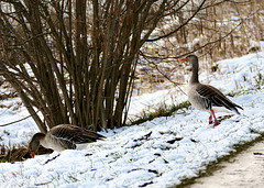 Schnee und Kälte scheinen diesen Gänsen nichts auszumachen