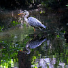 Abendlicher Fischfang im Tiergarten, Berlin.