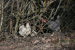 caught red hen-ded [Hen Fence Friday]