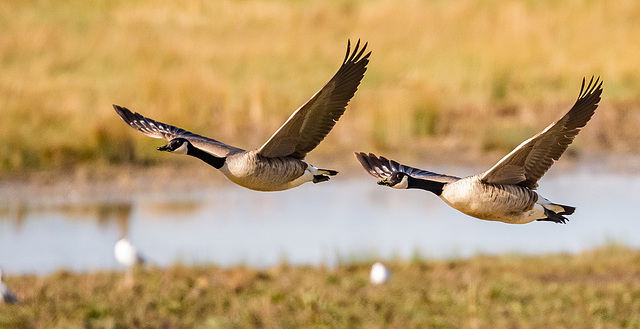 Canada geese