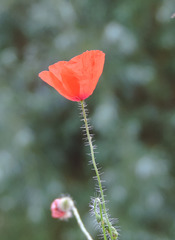 Smallest  poppy i saw in my flowerbox Calyx 1cm in diameter