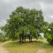 Acer monspessulanum (2)
