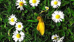 Eight Daisies And One blossom.