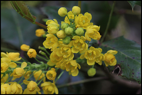 Mahonia aquifolium (2)