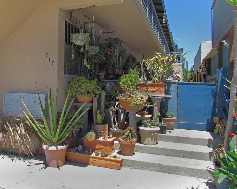 Stairs with Succulents