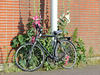 Hollyhocks - 2 July 2016