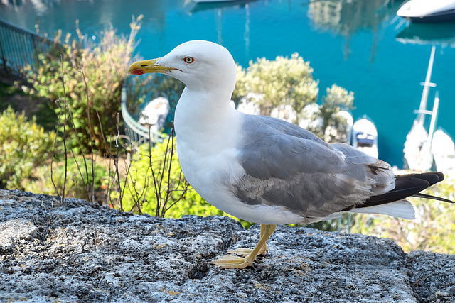 MONACO: Goéland, ou gabian 01