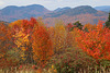 Fiery foliage