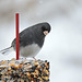 Dark-eyed Junco