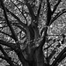 Tree in Autumn converted to B&W
