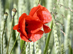 Mohnblüten am Kornfeld