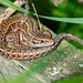 Common lizard