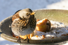 Fieldfare guarding its apples!