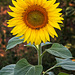 Sonnenblume