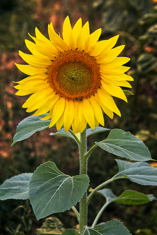 Sonnenblume