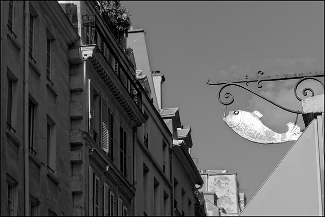 Poisson volant attrapé au vol