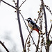 Great spotted woodpecker