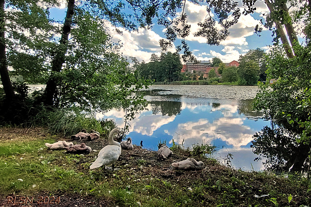 Familie Schwan am Gadebuscher Burgsee