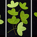 Acer monspessulanum-Triptych