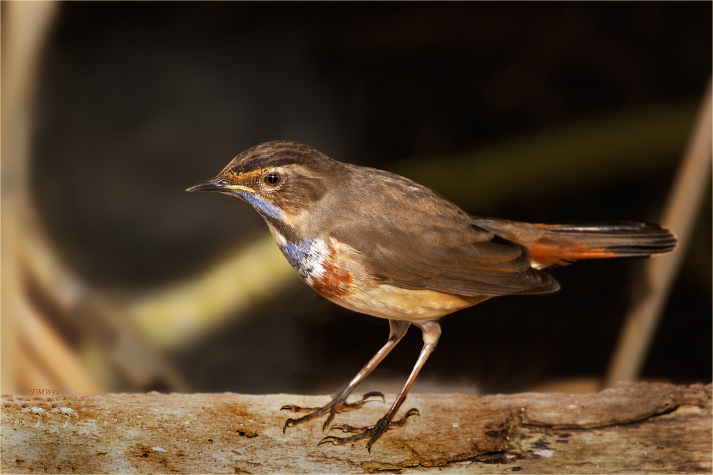 Portrait white-spotted bluethroat