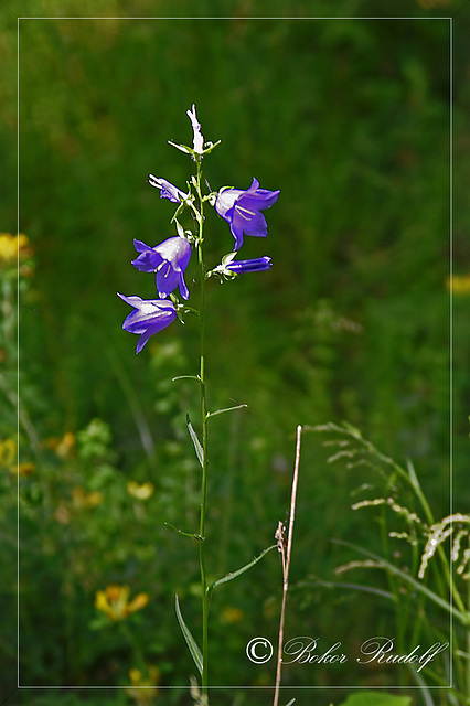 Baracklevelű harangvirág (Campanula persicifolia)