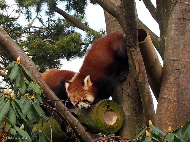 The red pandas, 3