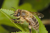 EF7A1900honeybee