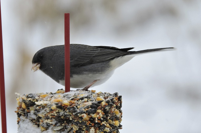 Dark-eyed Junco