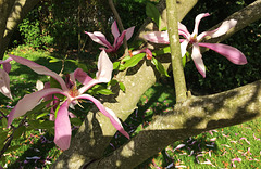 Magnolia