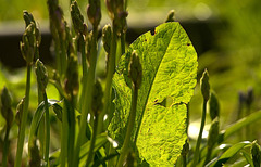 Green And Vibrant Spring