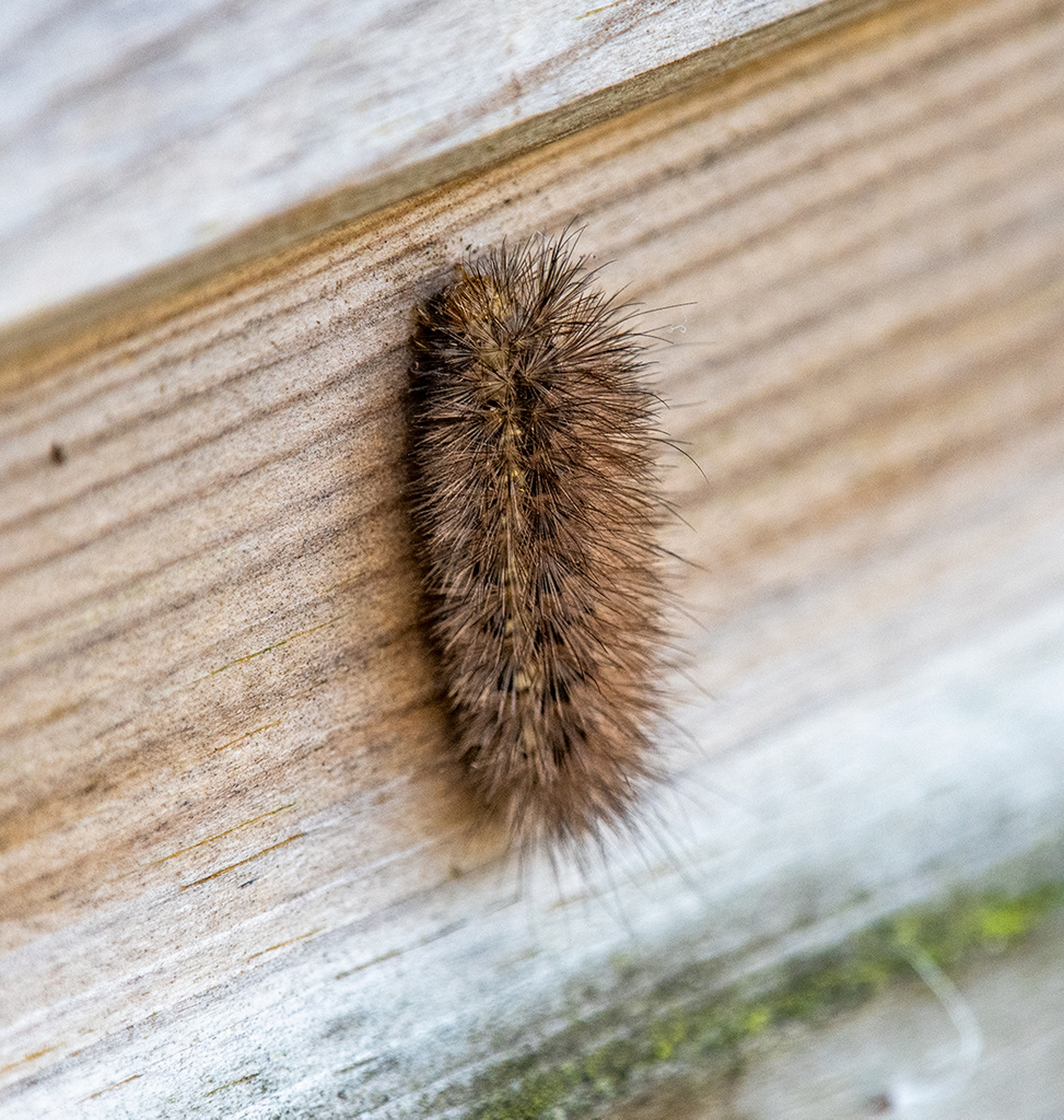 Caterpillar.