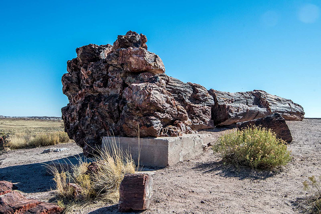 The Petrified Forest8, Arizona