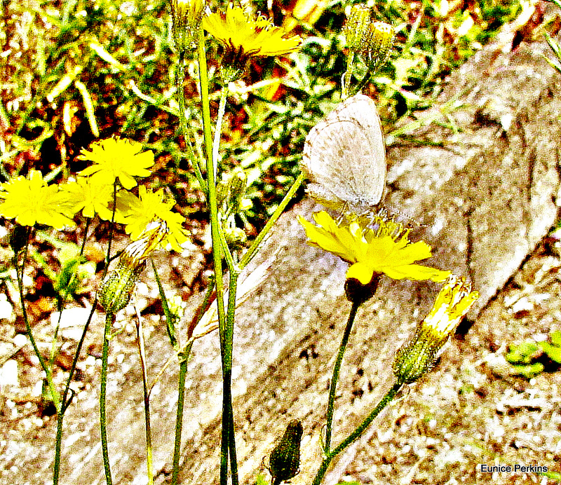 Butterfly on dandelion