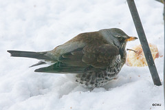 Fieldfare guarding its apples