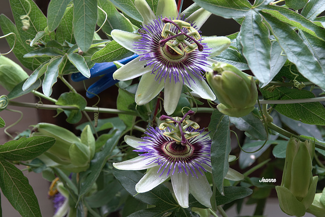 Fleurs de la passion