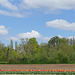 Tulpen auf dem Feld